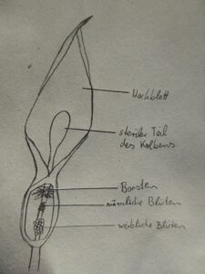 Aufbau des Blütenstandes, Zeichnung: Clara